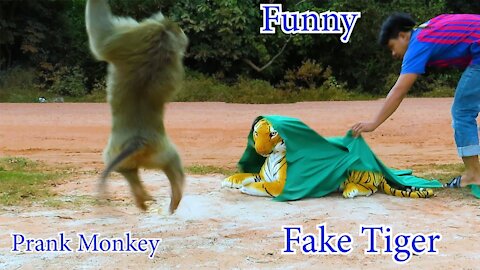 Monkey afraid fake tiger