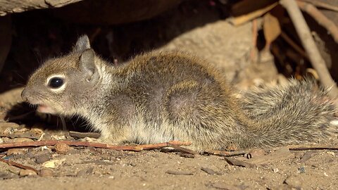 CatTV: Upclose, quick shot of baby squirrel