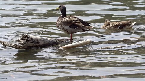 CatTV: Duck Standing in Water