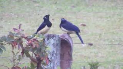 Grail grail, Cancã Crow (canc) (Cyanocorax chrysops)