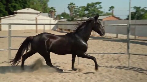 cavalo correndo