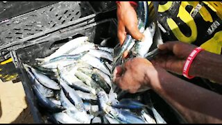 SOUTH AFRICA - Durban - Sardines being netted at Durban beachfront (Videos) (oAB)