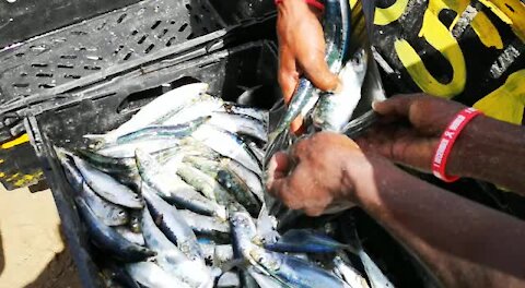 SOUTH AFRICA - Durban - Sardines being netted at Durban beachfront (Videos) (oAB)