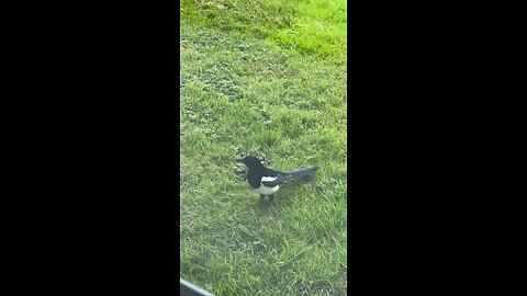 Magpie