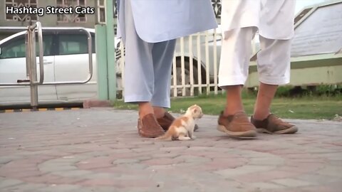 Abandoned kitten stops people to get attention but they're busy in their activities.