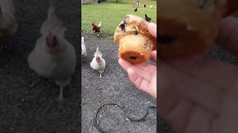 Heeeere Chicky Chicky #chickens #chickenshorts #chickenlife