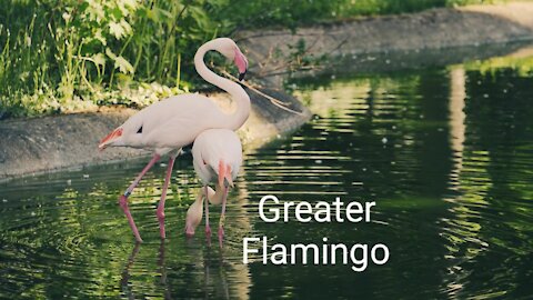 greater flamingo