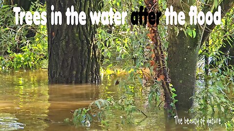 Trees in the water after the flood / Nature in the flood / Muddy water in the forest.