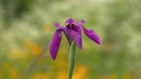 "Stunning Blooms: Cultivating the Japanese Iris (Iris ensata var. ensata)"