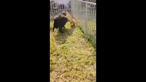 Angry Dog attack :Goat