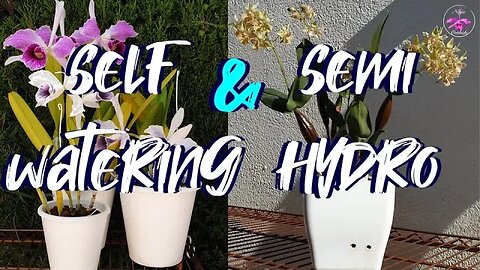 🎤Self Watering | Semi Hydroponics & Orchids Discussion | Q & A Deep Dive #ninjaorchids