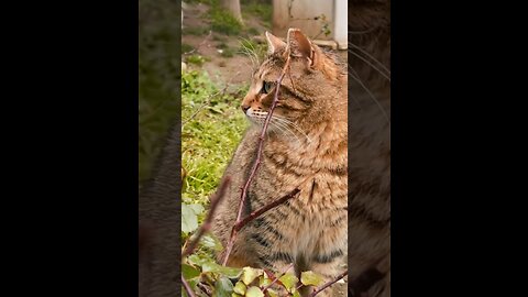 This cat like a baby lion