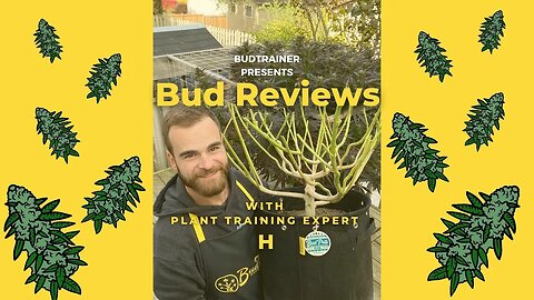 BUD REVIEW: “Training Cannabis Plant Branches - Bending Basics How To”