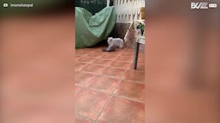 Gata mostra dotes de parkour durante perseguição