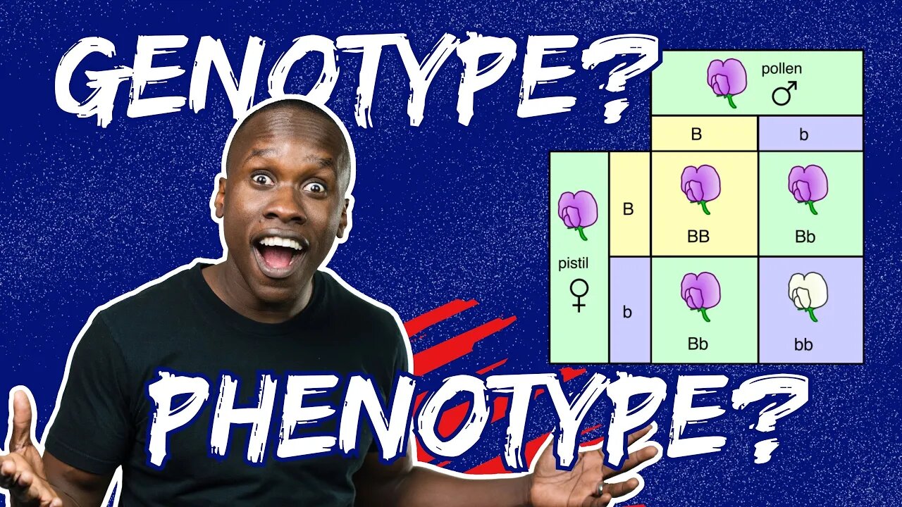 Genotype Phenotype And Punnet Squares Made Easy Genotype Phenotype And Punnet Squares Made Easy