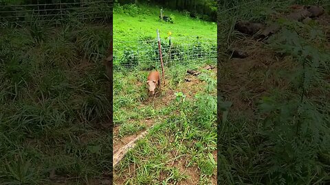 Piglets Taking Shelter @UncleTimsFarm #kärnəvór #carnivore #shorts #hereford #freerangepigs