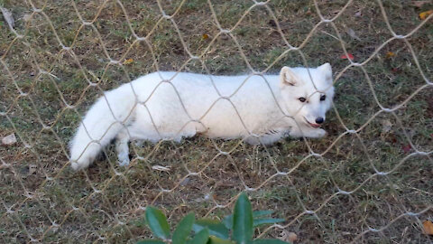 Arctic Fox at NC Zoo. Too CUTE!!!