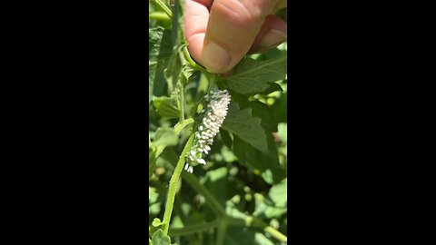 Another one (hornworm) bites the dust parasitoid wasp handling pests #gardeningwithbarchuckin