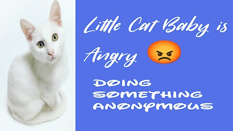 Little cat is angry 😡 and doing something anonymous 😂😂