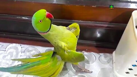 Parrots play and dance