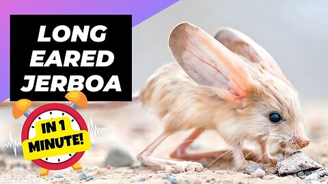 Long-Eared Jerboa - In 1 Minute! 🐭 One Of The Cutest And Exotic Animals In The World