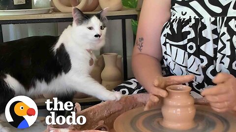 Cat Can't Get Enough Of Mom's Pottery Wheel | The Dodo