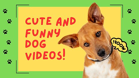 Cute and funny videos!-- A hungry dog is an hangry dog.