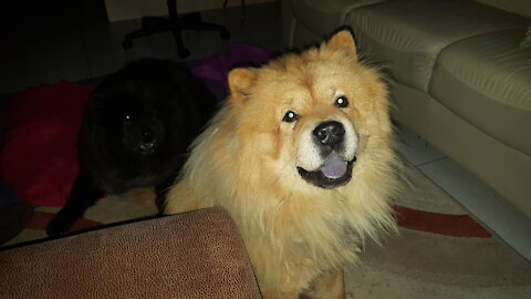 Chow Chow Dog Breed - Fudge Talks for Treats