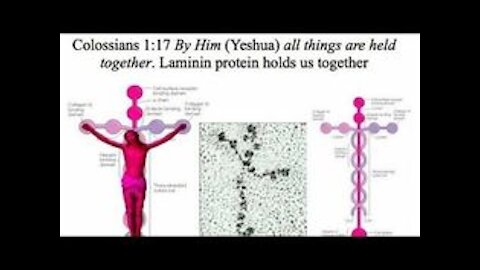 Laminin & The Cross