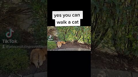 Maine Coon Kitten How to Walk a Cat