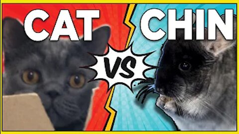 Chinchilla and cat trying LONG JUMP CHALLENGE