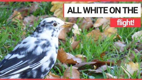 Twitcher stunned to spot rare WHITE blackbird near his home