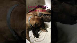 Cute Puppies nursing. LonelyCreek bullmastiff