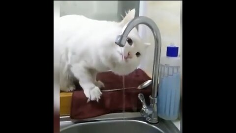 Cute Cat Funny Video 😂