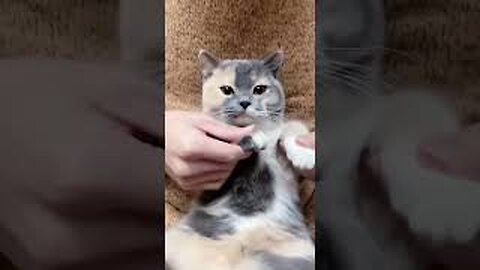 It's dance time 😊| cute cat video 😍|#shorts