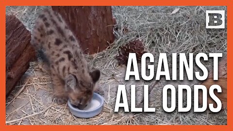 Rescued Mountain Lion Cub Thrives at Oakland Zoo, Playfully Adapting to New Life