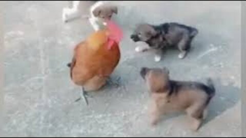 Chicken VS Dog Fight - Funny Dog Fight Amazing