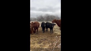 Checking cows in the ice!