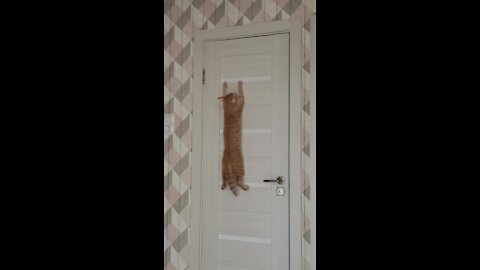 Cat "Subtly" Shows Owner That She Wants To Go Outside