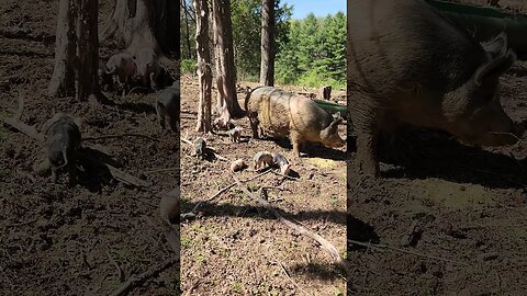 Nine Pigs in the Forest Eating @UncleTimsFarm #kärnəvór #carnivore #shorts #hereford #pigtalk