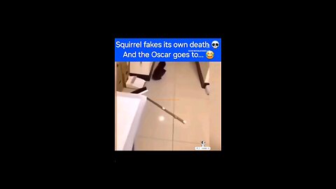 Squirrel Fakes Its Own Death 💀😂