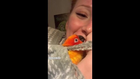 Sweet parrot literally cannot stop kissing owner goodnight