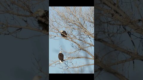 3 Bald Eagles ONE Tree