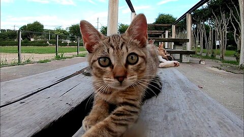 Kitten who does not go to bed during nap time pulls the camera too cutely