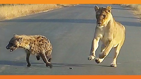 Three-Legged Hyena Falls Right Into Lion's Trap