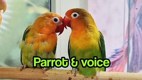 Talking Parrot Parrot Imitates Human Voice Parrot in Nature #parrot #talkingparrot #