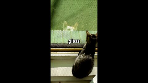 Cat VS Fly