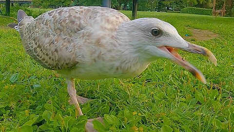 Feeding Adolescent European Herring Gull by Hand