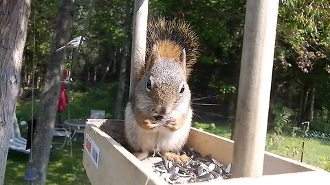 closeup of this years squirrel