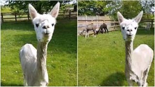 Ecco un alpaca senza lana!